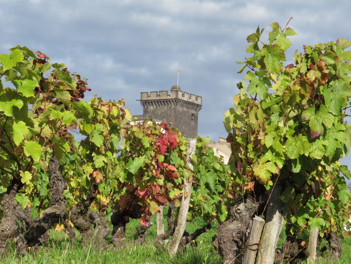 Khala dans les vignes