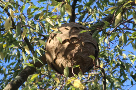 Les beaux jours reviennent… c’est le moment de piéger les frelons asiatiques !