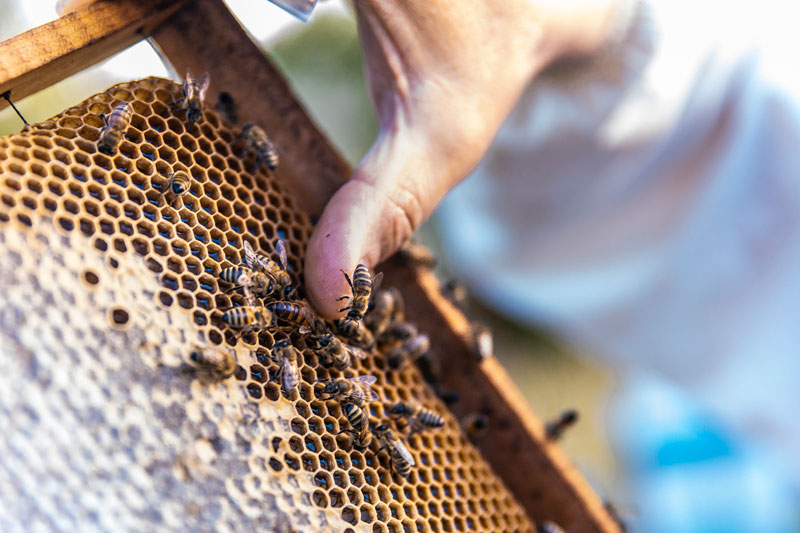 Calamités agricoles : demande d’indemnisation pour les apiculteurs