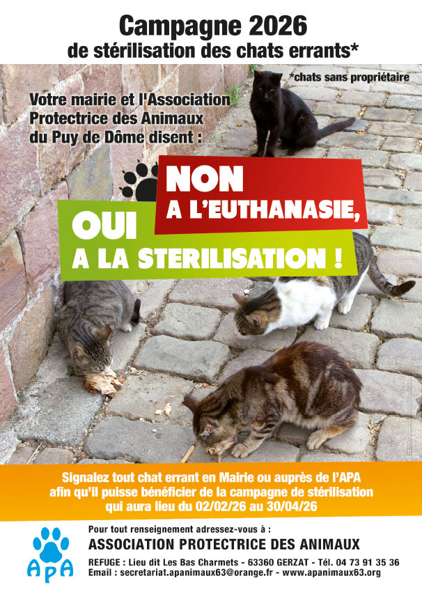 Plusieurs chats regroupés qui mangent à même le sol. Campagne de stérilisation de chats errants de l'APA 63 avec la commune de Châteaugay